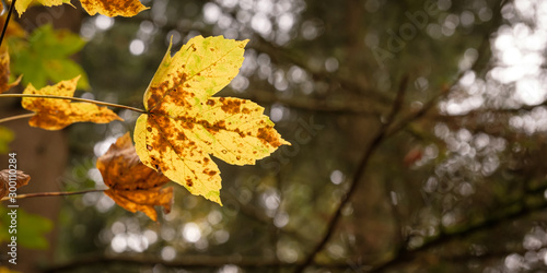 Ahornblatt gelb im Herbst
