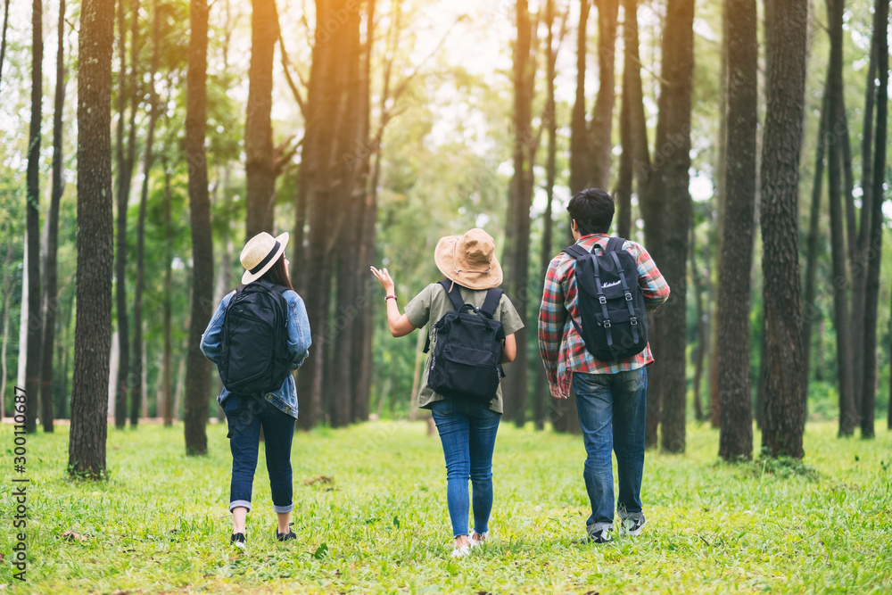 Obraz premium Grupa podróżników spacerujących po pięknym sosnowym lesie