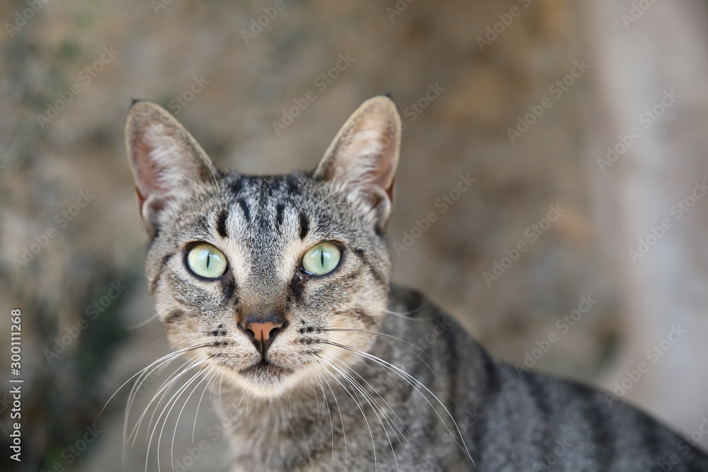 Griechische Katzen Griechische Katzen