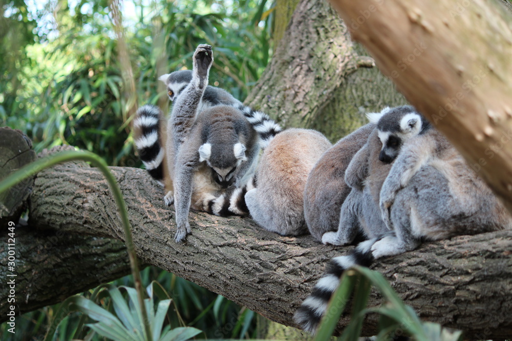 Fototapeta premium Avifauna Nederland Park. Themed bird zoo.