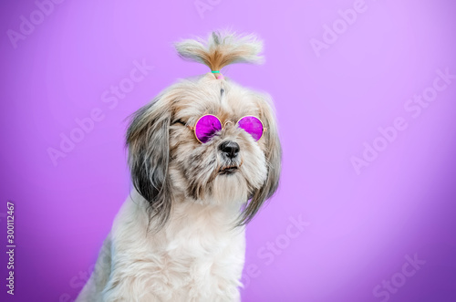 Bild auf Leinwand shih tzu dog cute hairstyle portrait on bright background
