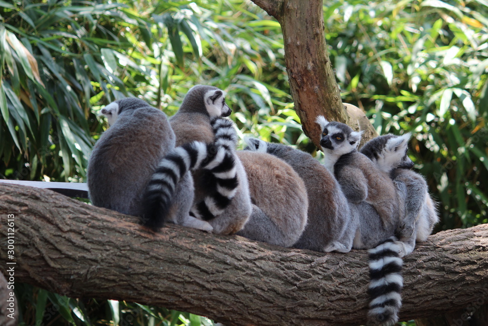 Fototapeta premium Avifauna Nederland Park. Themed bird zoo.