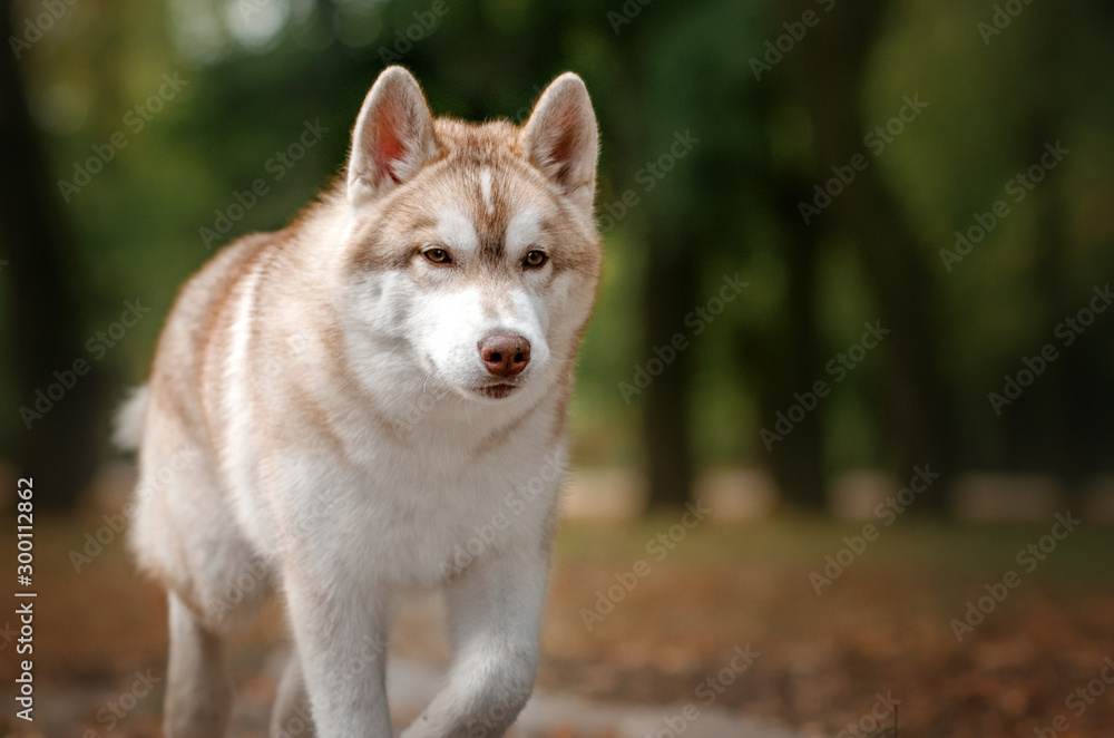 Husky dog ​​lovely autumn portrait