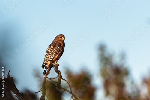 Wallpaper Mural Fierce Red Shouldered Hawk rests atop dried branch perch with sharp claws while looking to the right for potential prey to hunt. Torontodigital.ca