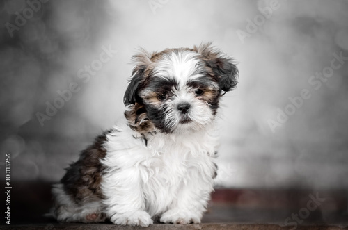 little cute puppy shih tzu lovely dog ​​portrait © Kate