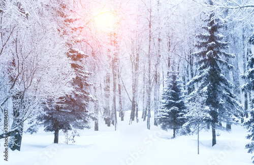Winter fir tree christmas scene with sunlight.
