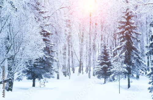 Winter fir tree christmas scene with sunlight.