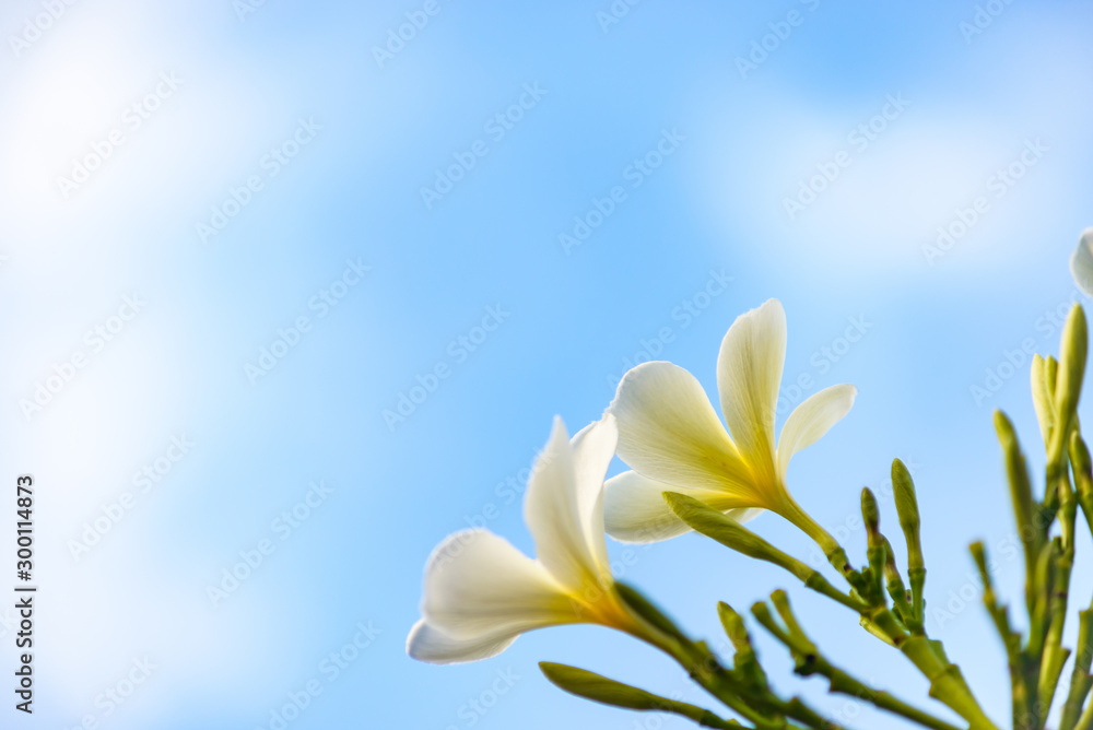 Close-up of back of Frangipani petals On a sky background on a clear and relaxing day, there is a copy space. Close-up of back of Frangipani petals On a sky background on a clear and relaxing day, there is a copy space.