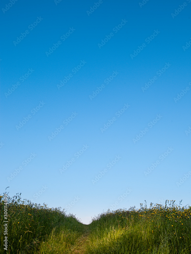 Obraz premium Trampelpfad Neanderlandsteig