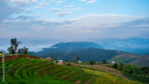 Tableau sur toile Morning mist covers lush terraced rice fields and surrounding mountains in Thailand, creating a serene and natural landscape ideal for travel and eco-tourism promotions