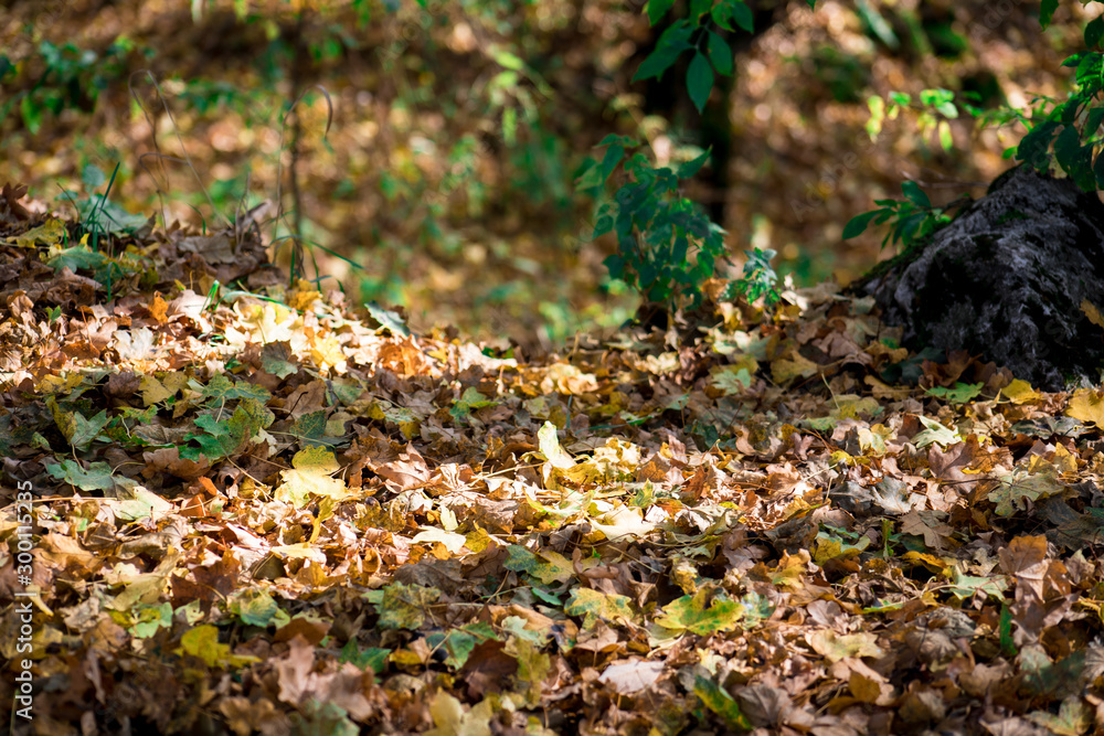 Obraz premium Beautiful autumn forest during sunset time. Azerbaijan Nature