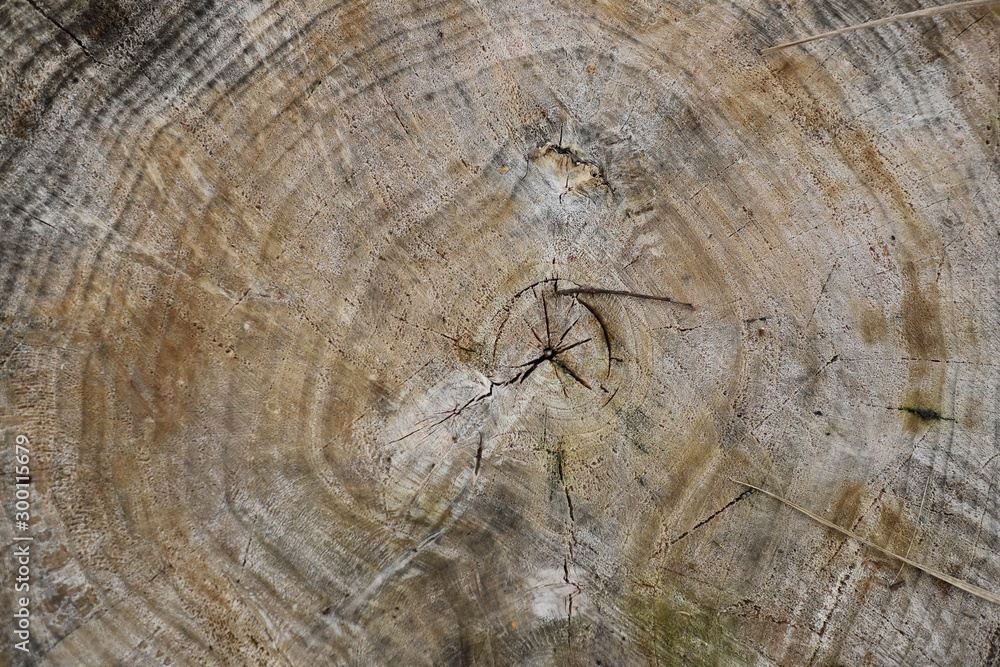 Naklejka premium tree rings - the age of the tree on the cut