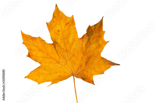 Wallpaper Mural Yellow maple leaf isolated on white background Torontodigital.ca