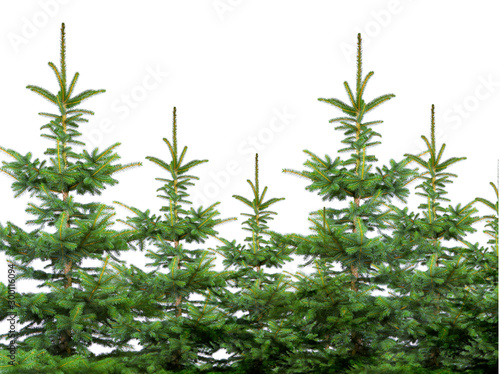 Tannenbaum mit grünen Nadeln isoliert auf weissem Hintergrund