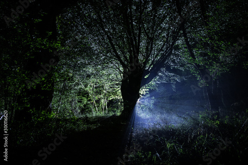 Magical lights sparkling in mysterious forest at night. Pine forest with strange light.