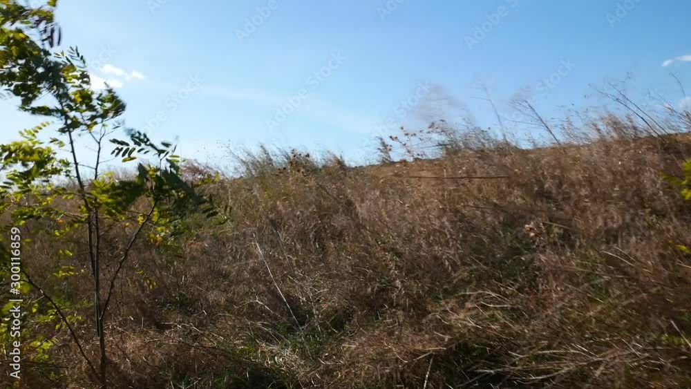 Passage through the bushes. First-person view Passage through the bushes. First-person view