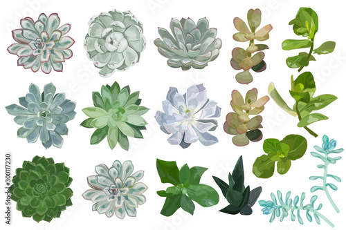 Set 17 Succulent flower plant. Watercolor. Vector illustration.