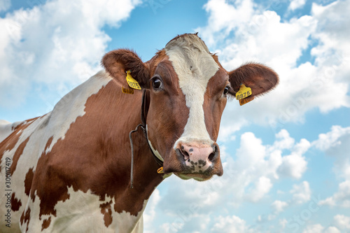 Head of a red-and-white cow looking curious, the background a beautifully cloudy sky.