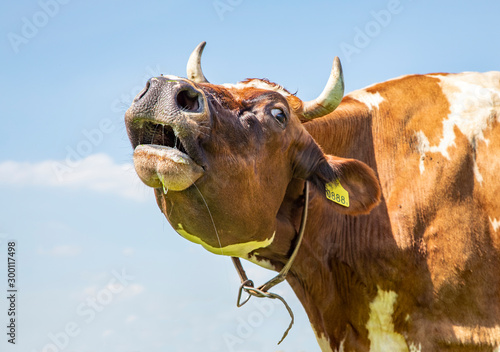 Funny horned cow does moo with stretched neck and her head uplifted. photo