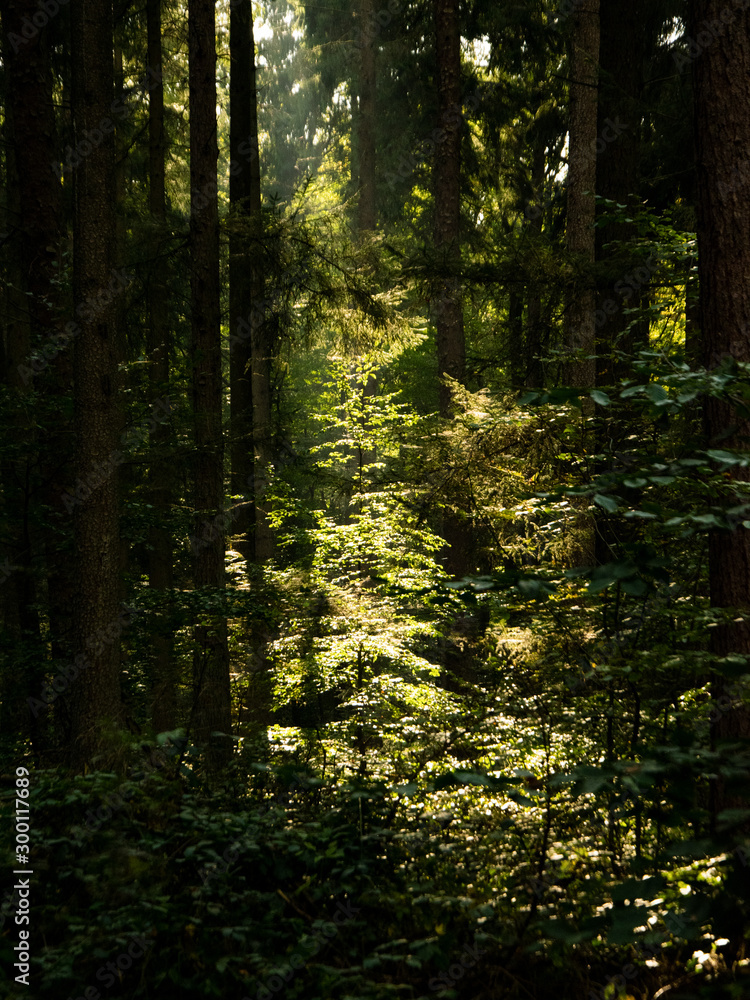 Obraz premium sun rays in the forest