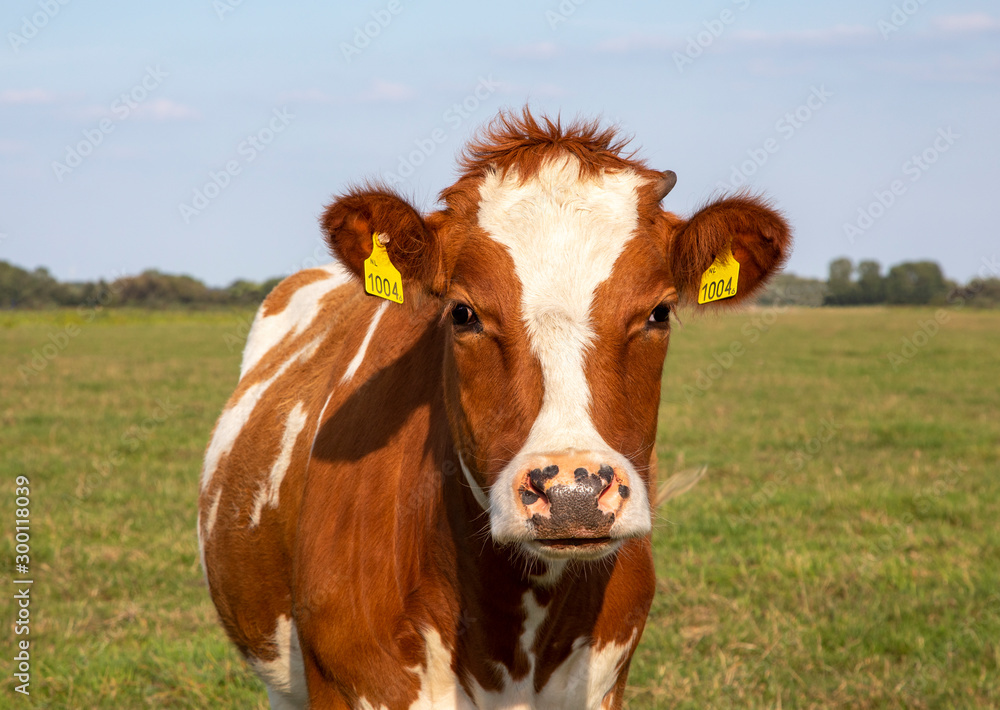 Red and white young cow, in a meadow in a landscape. Red and white young cow, in a meadow in a landscape.
