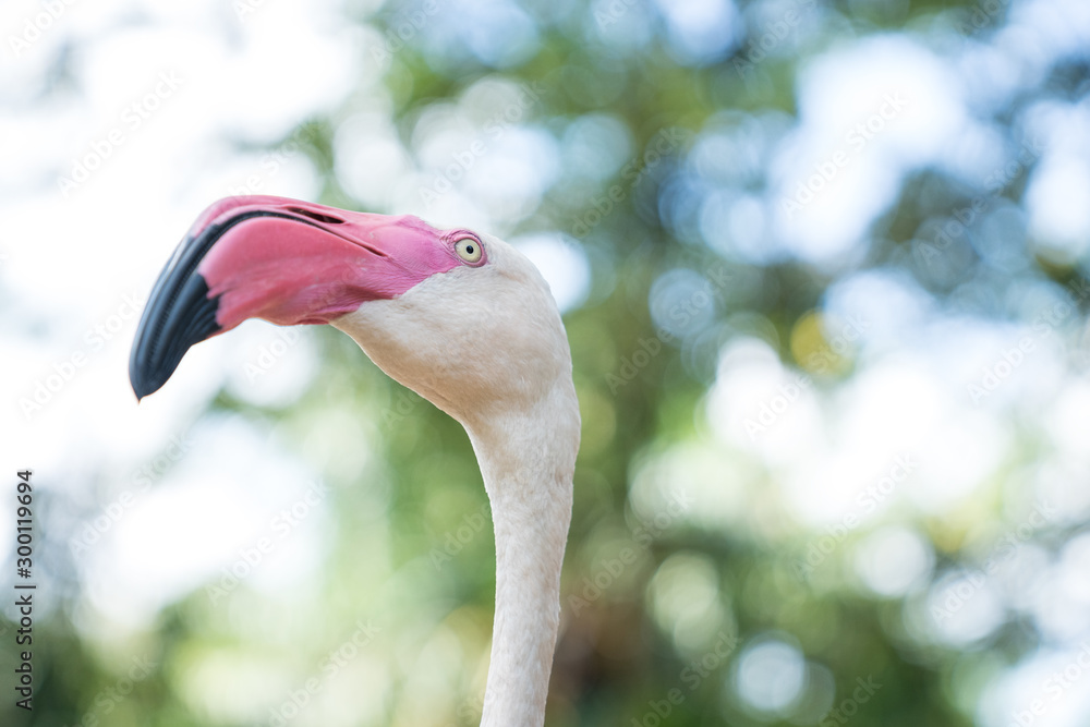 Fototapeta premium Close-up Headshot of Flamingos with Bokeh light background