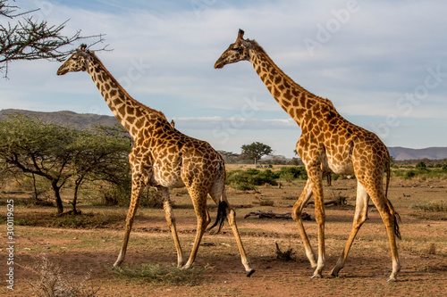Two giraffes in the african savanna © zinah