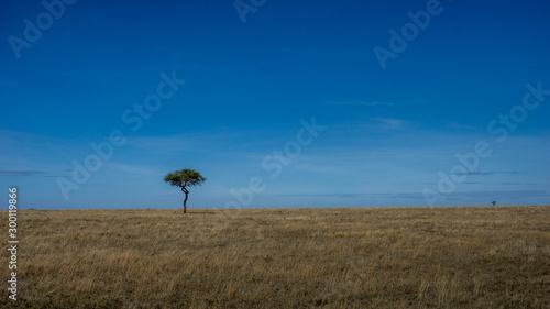 Lonely tree in the african savannah