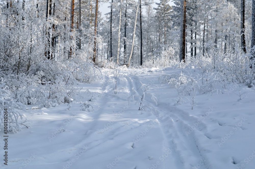 Siberian winter, winter forest, crackling frost, blue transparent sky. Trees, shrubs covered with snow and hoarfrost, beauty. Siberian winter, winter forest, crackling frost, blue transparent sky. Trees, shrubs covered with snow and hoarfrost, beauty.