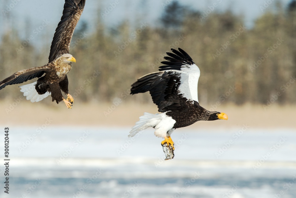Obraz premium Steller's sea eagle and white-tailed eagle fighting over fish, Hokkaido, Japan, majestic sea raptors with big claws and beaks, wildlife scene from nature,birding adventure in Asia,birds in fight