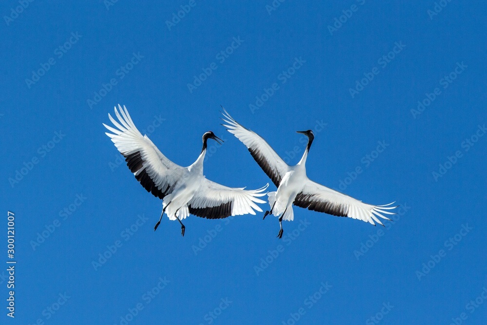 Obraz premium Red crowned cranes (grus japonensis) in flight with outstretched wings against blue sky, winter, Hokkaido, Japan, japanese crane, beautiful mystic national white and black birds, elegant animal