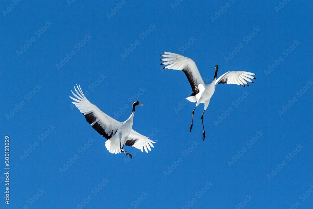 Obraz premium Red crowned cranes (grus japonensis) in flight with outstretched wings against blue sky, winter, Hokkaido, Japan, japanese crane, beautiful mystic national white and black birds, elegant animal