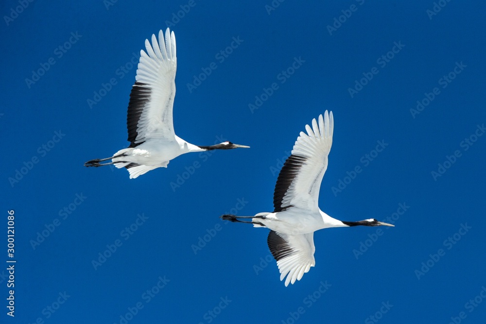 Obraz premium Red crowned cranes (grus japonensis) in flight with outstretched wings against blue sky, winter, Hokkaido, Japan, japanese crane, beautiful mystic national white and black birds, elegant animal