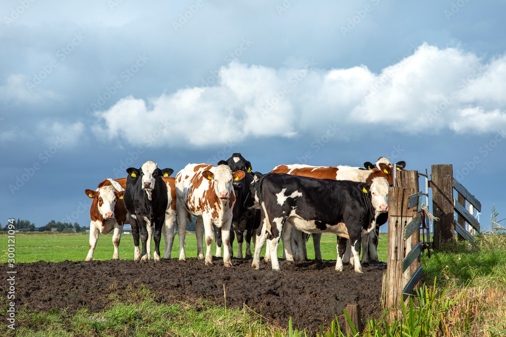 Group of young cows behind an gate, together standing on soil in a green pasture, next to each other with a blue sky. Group of young cows behind an gate, together standing on soil in a green pasture, next to each other with a blue sky.
