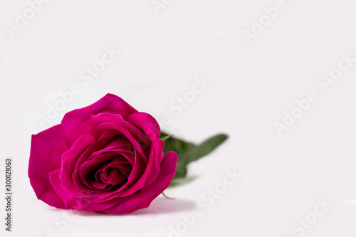Bud of a pink blooming rose on a white background.