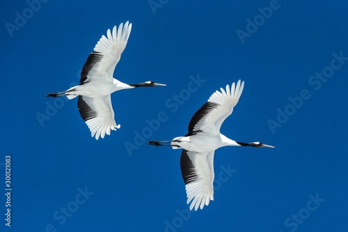 Red crowned cranes (grus japonensis) in flight with outstretched wings against blue sky, winter, Hokkaido, Japan, japanese crane, beautiful mystic national white and black birds, elegant animal