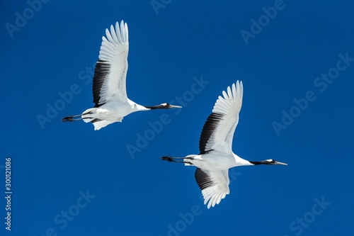 Red crowned cranes  grus japonensis  in flight with outstretched wings against blue sky  winter  Hokkaido  Japan  japanese crane  beautiful mystic national white and black birds  elegant animal