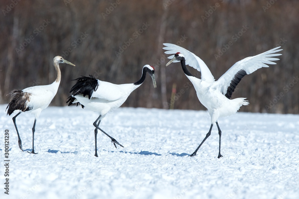Dancing red crowned cranes (grus japonensis) with open wings on snowy meadow, mating dance ritual, winter, Hokkaido, Japan, japanese crane, beautiful white and black birds, elegant, wildlife Dancing red crowned cranes (grus japonensis) with open wings on snowy meadow, mating dance ritual, winter, Hokkaido, Japan, japanese crane, beautiful white and black birds, elegant, wildlife
