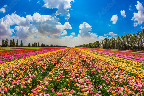 Kibbutz garden buttercups photo