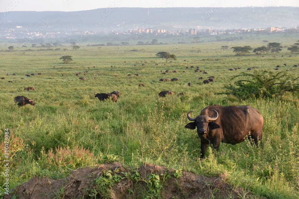 Field of Wild African Buffaloes, Nakuru, Kenya