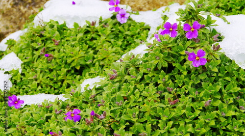 Polsterblume mit lila Blüten und dem ersten Schnee