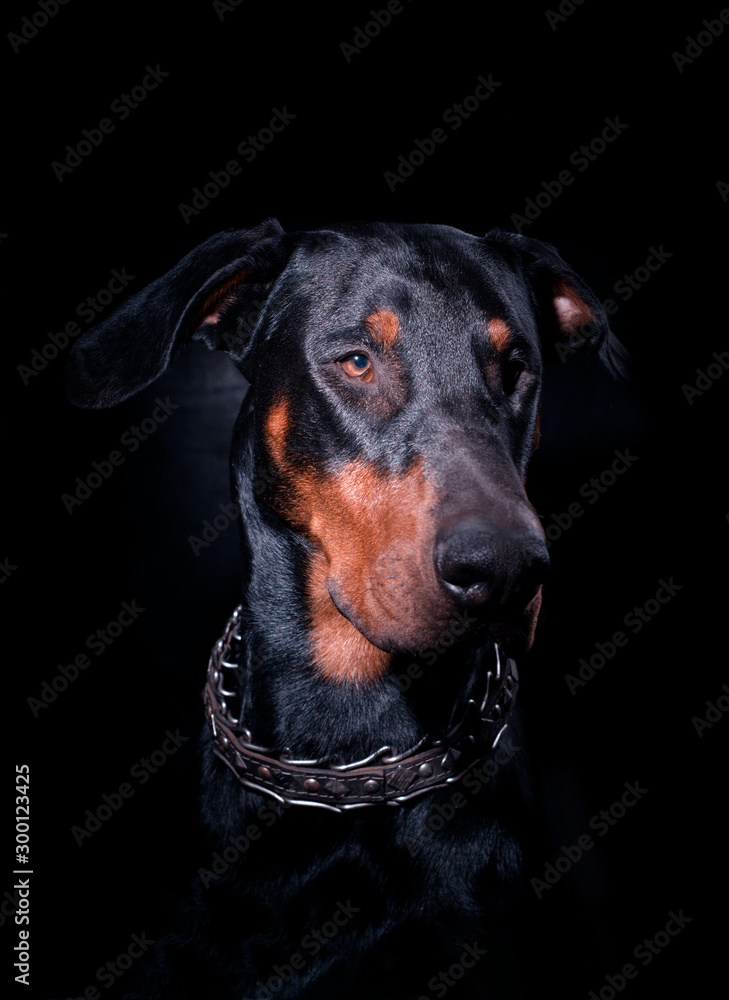 Portrait of a black seated Doberman in a strict collar on a black background