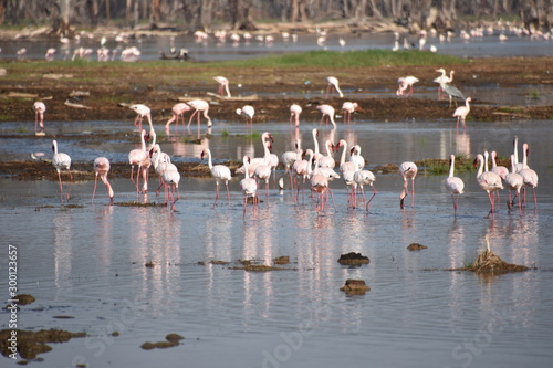 Flock of Lesser Flamingos, Lake Nakuru, Kenya