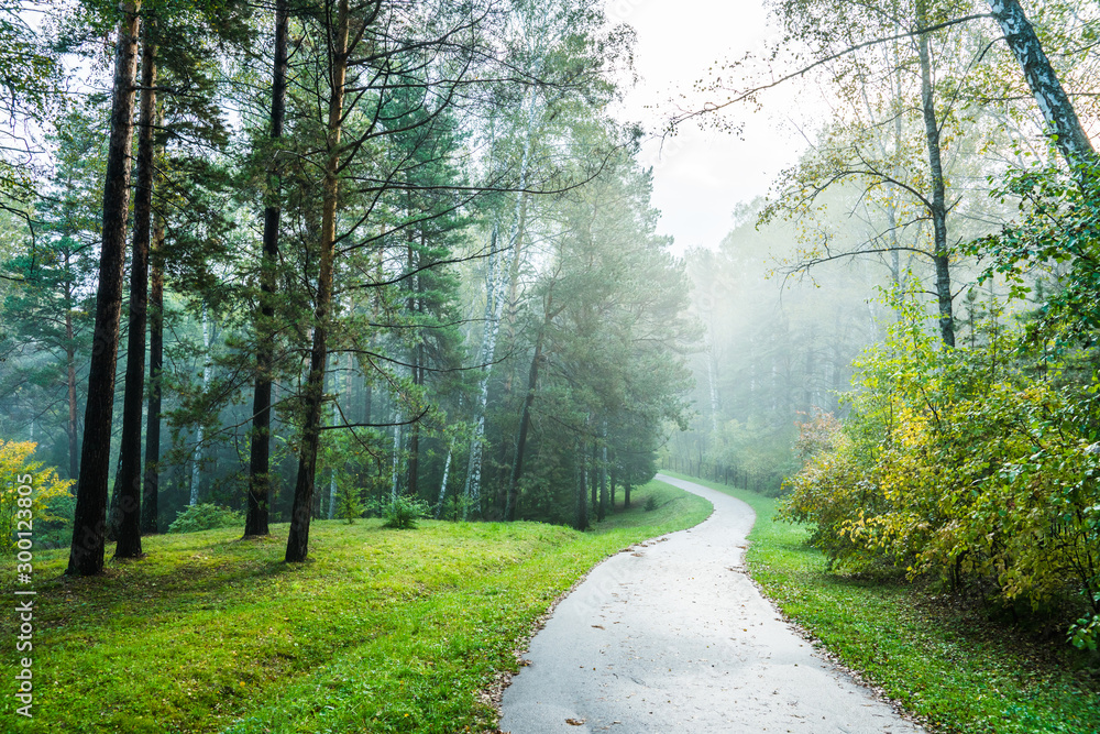 Obraz premium Pathway through beautiful summer forest with different trees