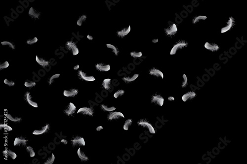 Soft white feathers floating in the air, black background © Siwakorn1933