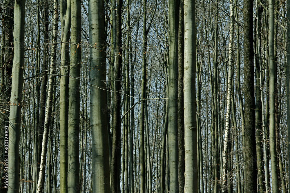 Fototapeta premium Baumstämme im Wald