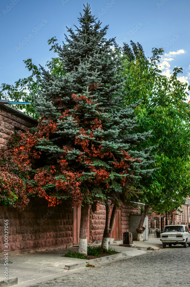 A silver fir tree growing on Gyumri street is covered with bright autumn red leaves of wild grapes growing nearby