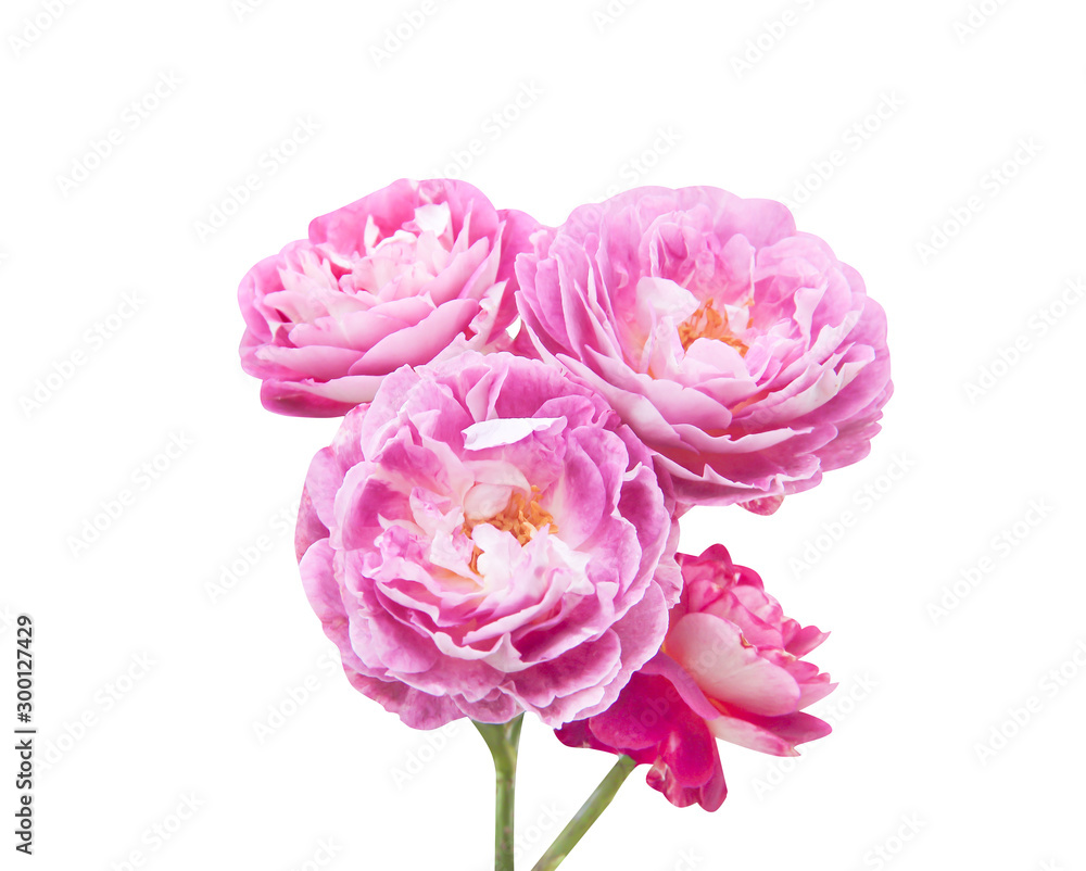 Pink roses bouquet light petal flower blooming with green stem pattern isolated on white background and clipping path Pink roses bouquet light petal flower blooming with green stem pattern isolated on white background and clipping path
