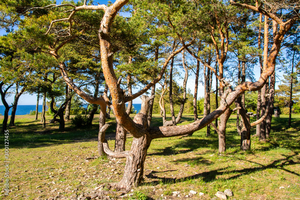 Pine trees on the shore of Panga Cliff, Saaremaa, Estonia