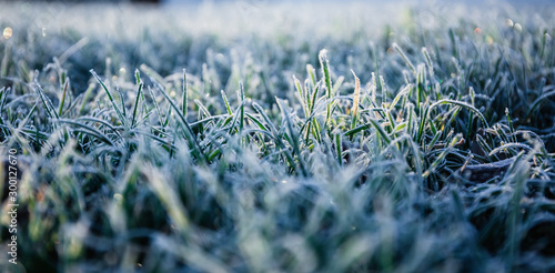 Morning dew froze on a green grass lawn and turned it into a white blanket